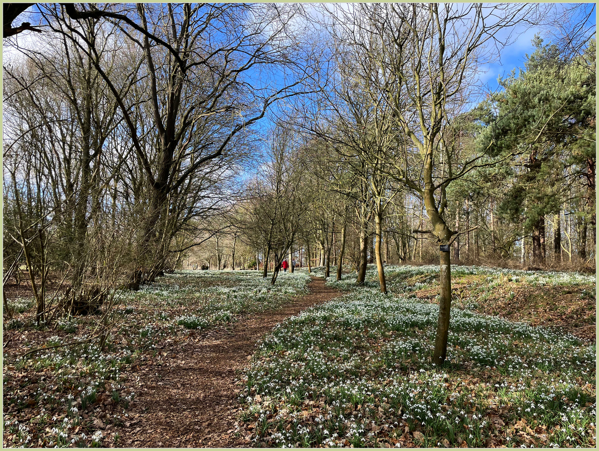 Woodland Walk - Peter Cannons